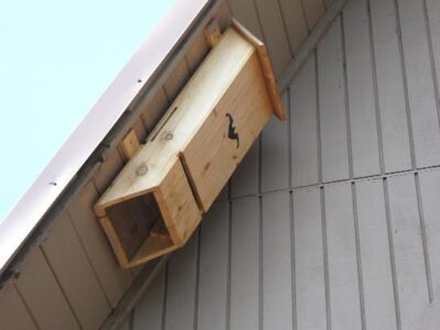 Where Oh Where Have Our Bat's Gone? Image